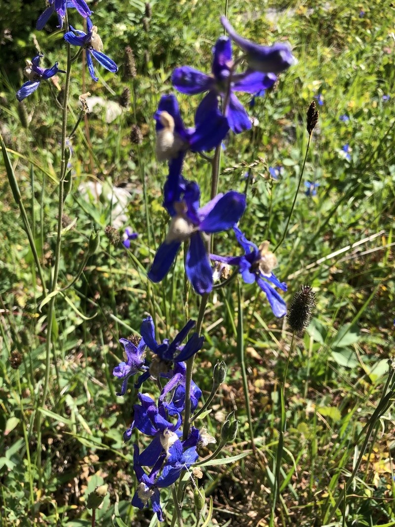 Sutherland's Larkspur photo 6
