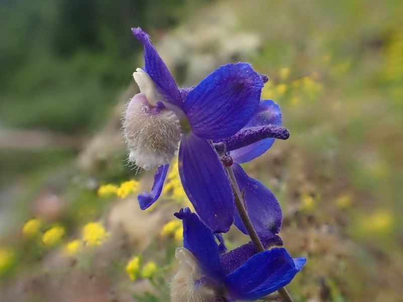Sutherland's Larkspur photo 7