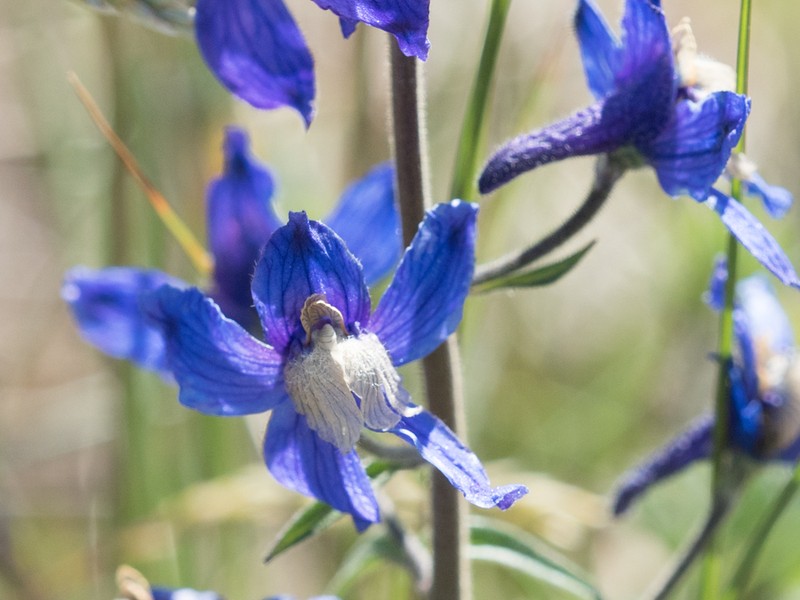 Sutherland's Larkspur photo 8
