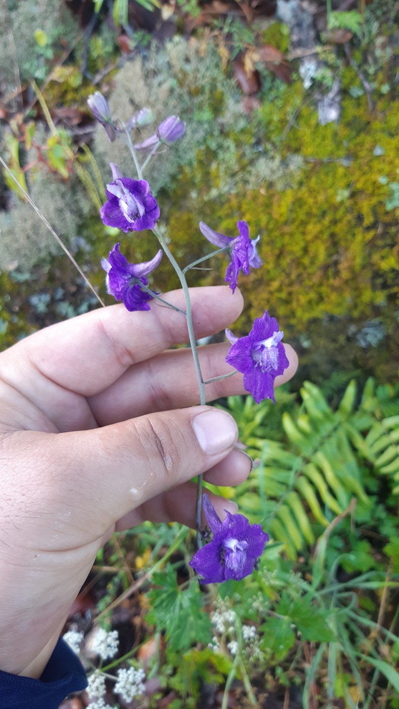 Delphinium tenuisectum photo 3