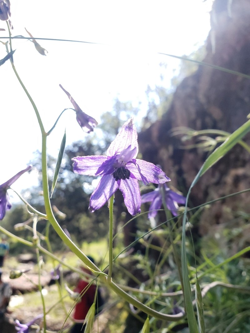 Delphinium tenuisectum photo 4