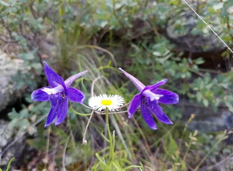 Delphinium tenuisectum photo 6