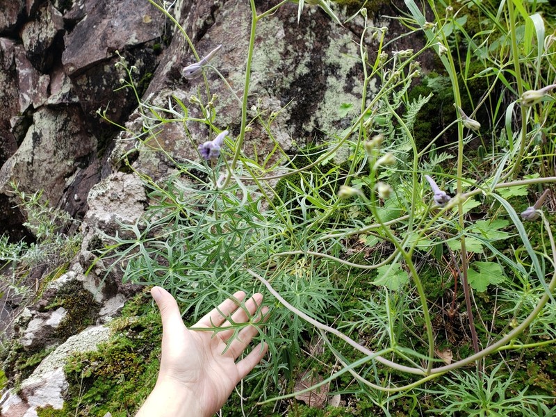 Delphinium tenuisectum photo 7