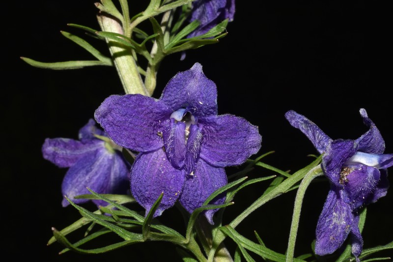 Delphinium tenuisectum photo 8
