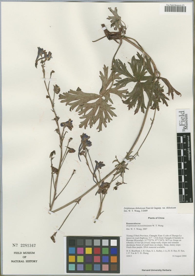 Delphinium thibeticum var. thibeticum