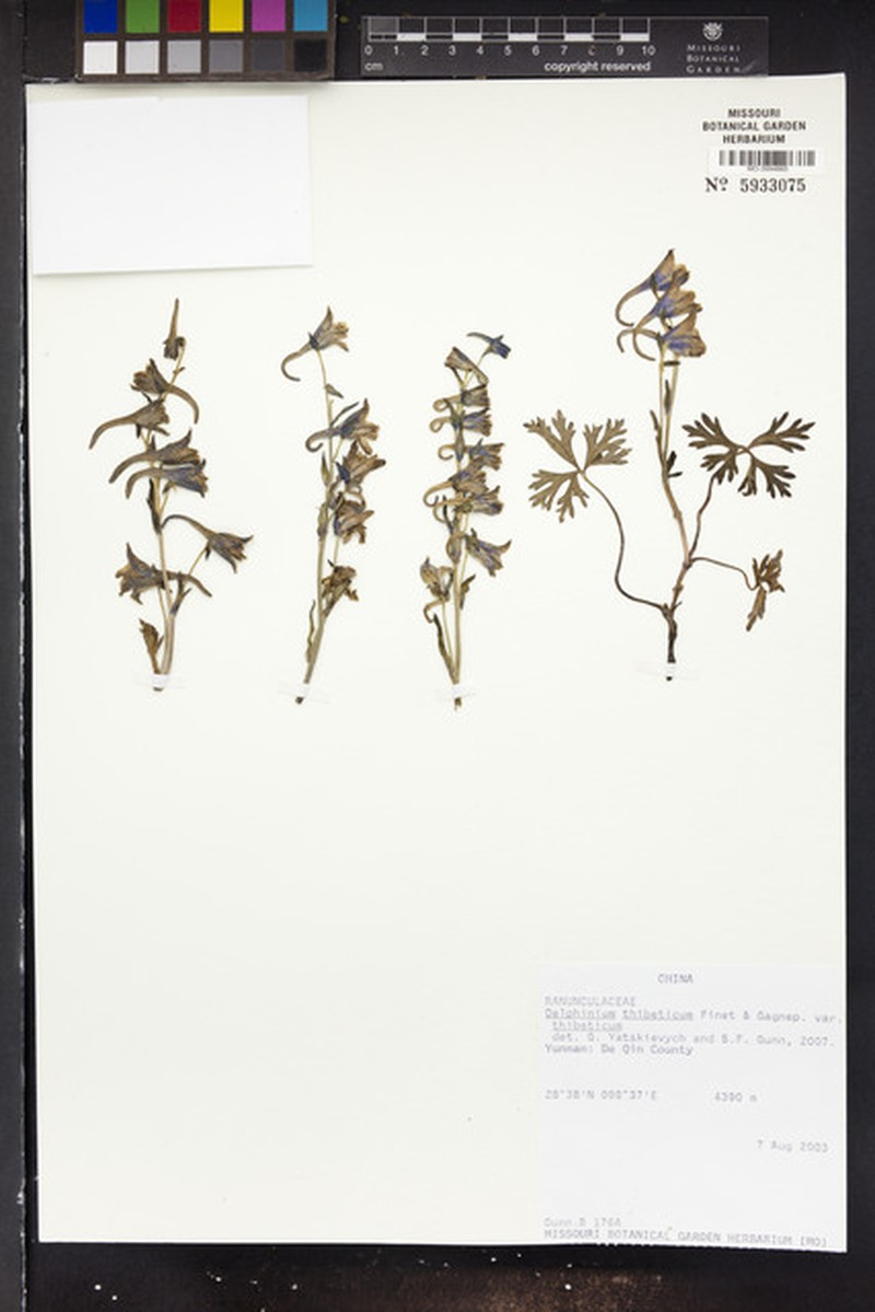 Delphinium thibeticum var. thibeticum photo 2