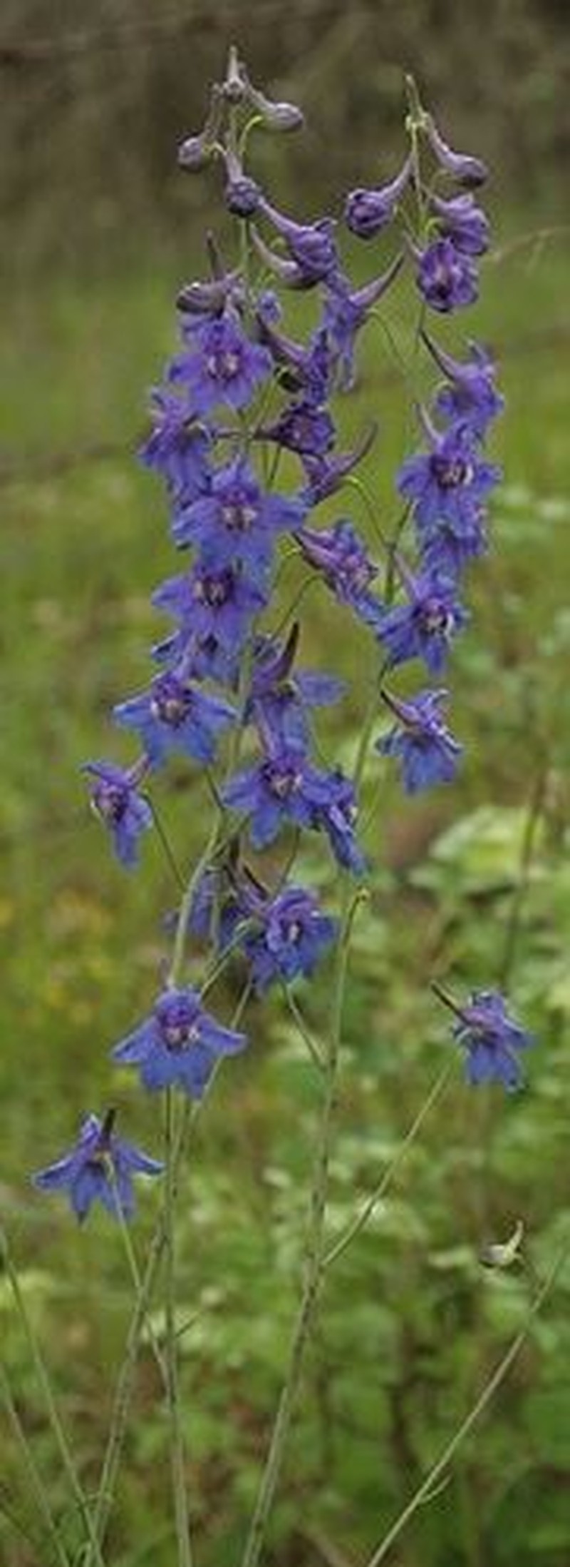 Glade Larkspur