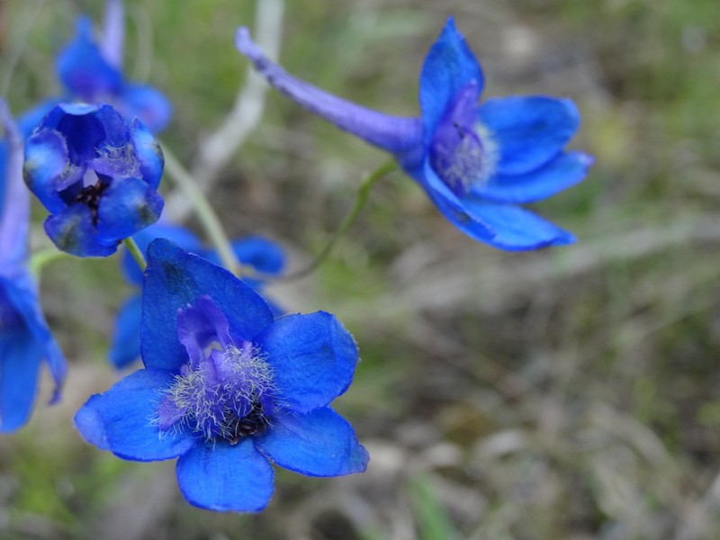 Glade Larkspur