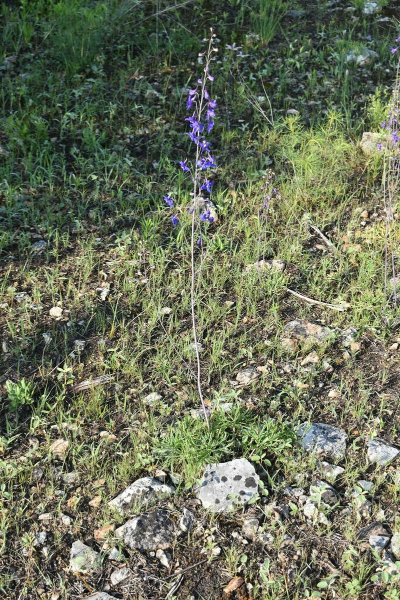 Glade Larkspur photo 2