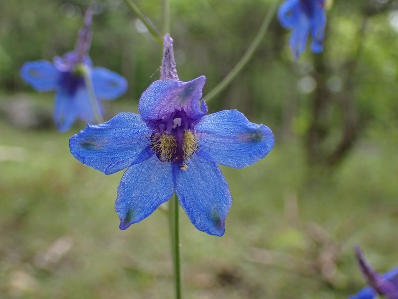 Glade Larkspur photo 3