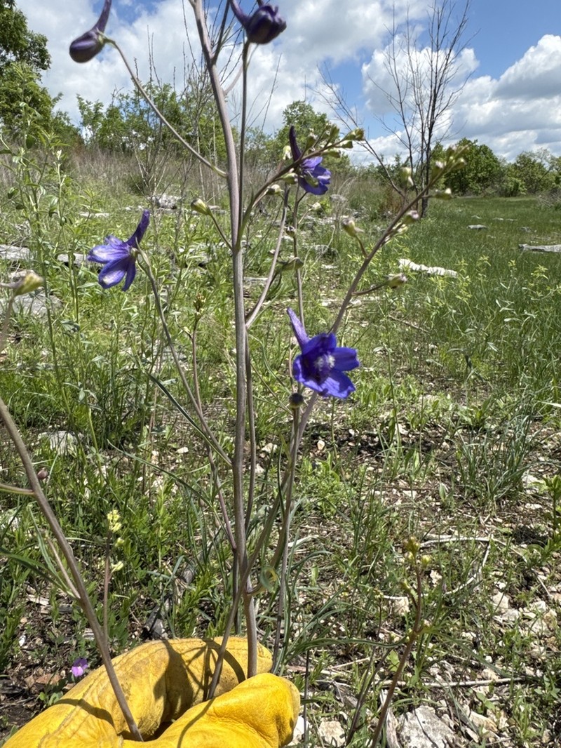 Glade Larkspur photo 4