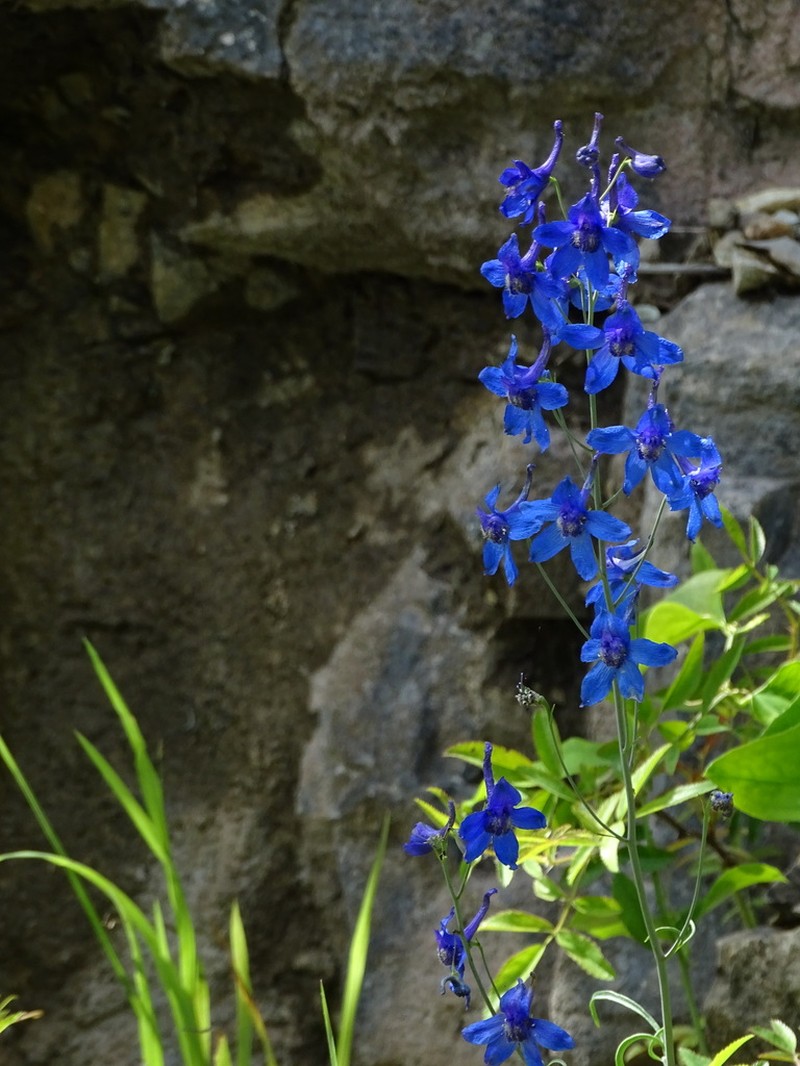 Glade Larkspur photo 5