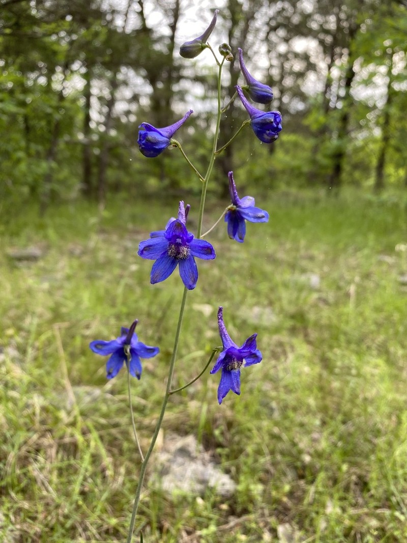 Glade Larkspur photo 6