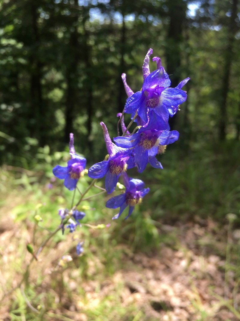 Glade Larkspur photo 7