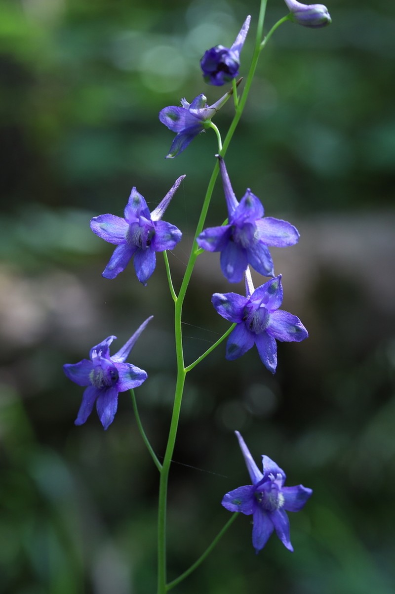 Glade Larkspur photo 8