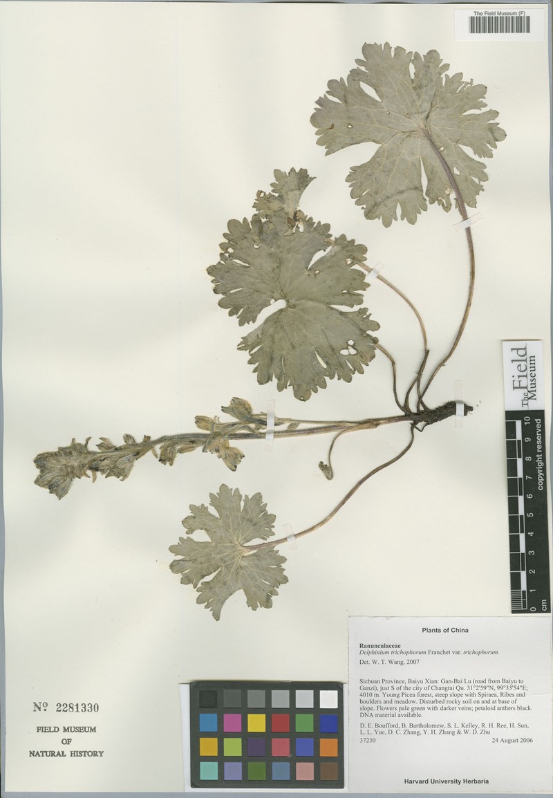 Delphinium trichophorum var. trichophorum