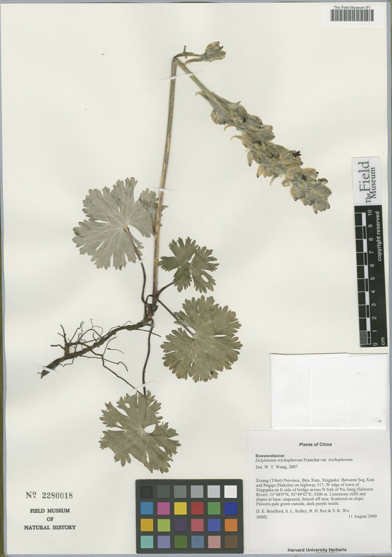 Delphinium trichophorum var. trichophorum photo 2