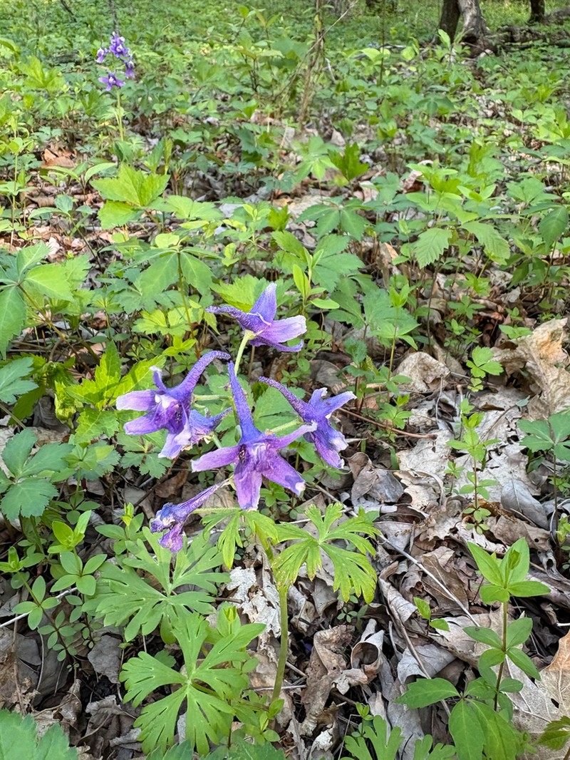 Dwarf Larkspur