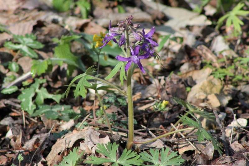 Dwarf Larkspur photo 2