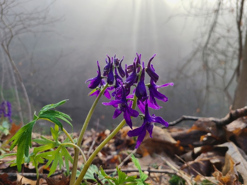 Dwarf Larkspur photo 3