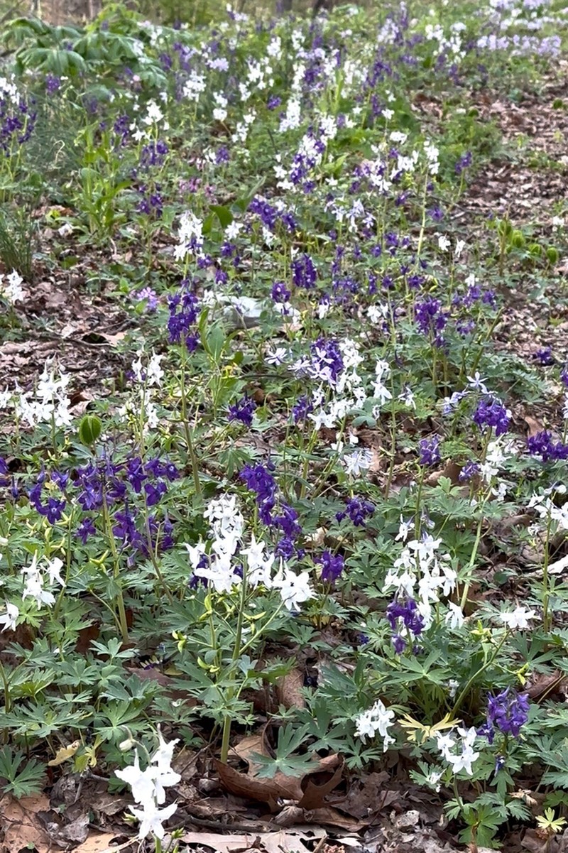 Dwarf Larkspur photo 4