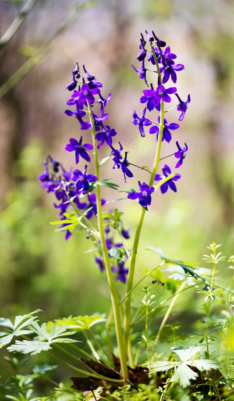 Dwarf Larkspur photo 5