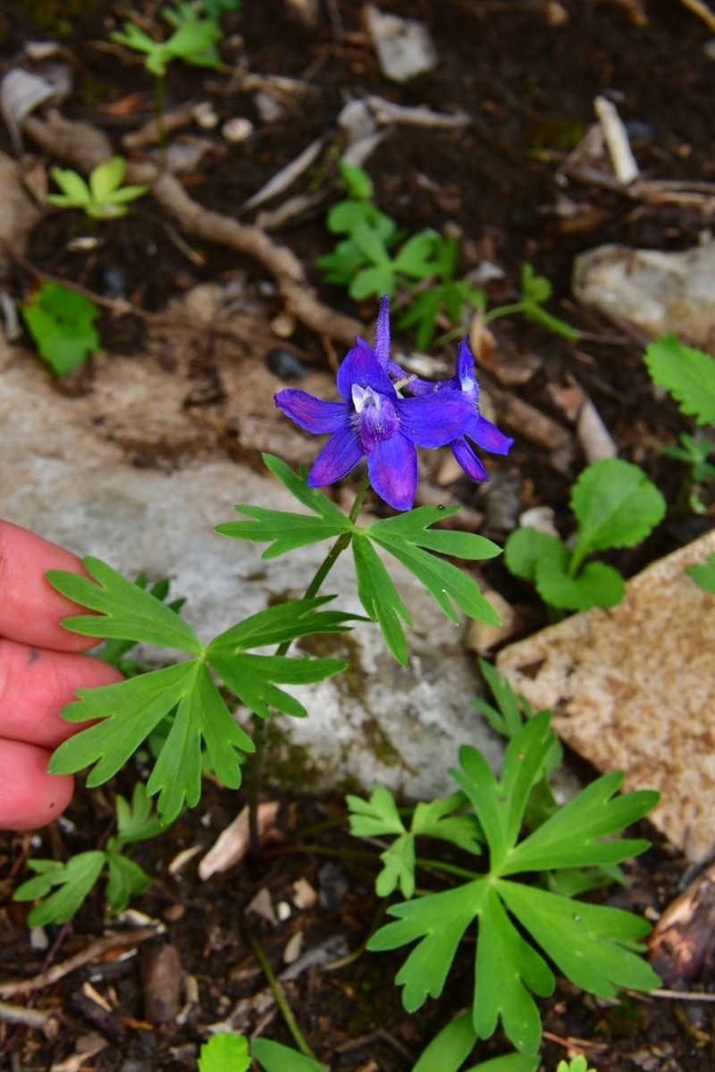 Dwarf Larkspur photo 6