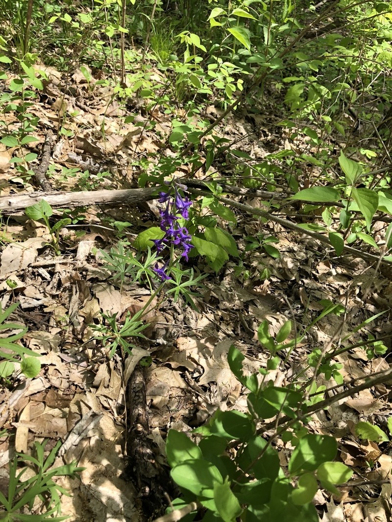 Dwarf Larkspur photo 7