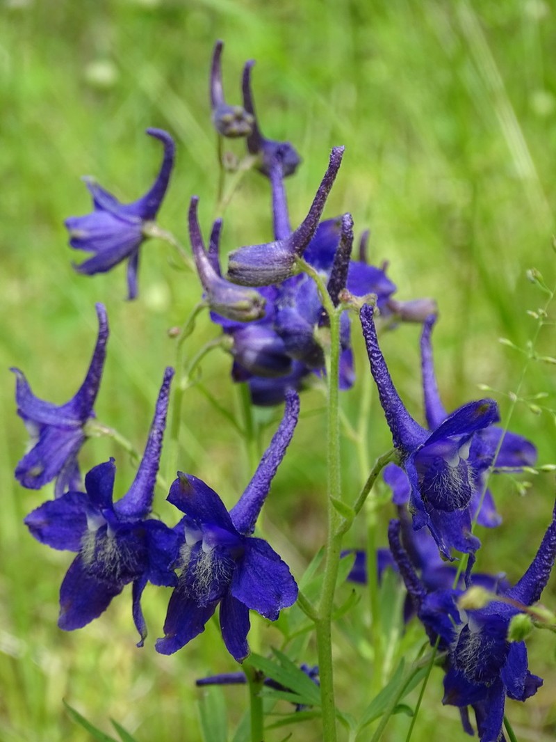 Dwarf Larkspur photo 8