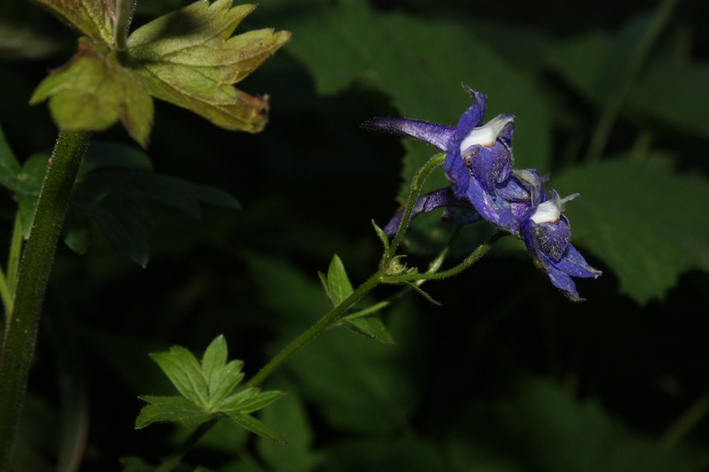 Columbian Larkspur