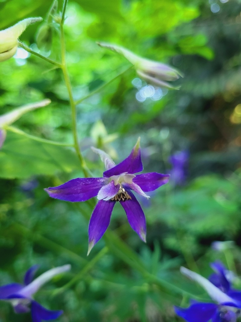 Columbian Larkspur