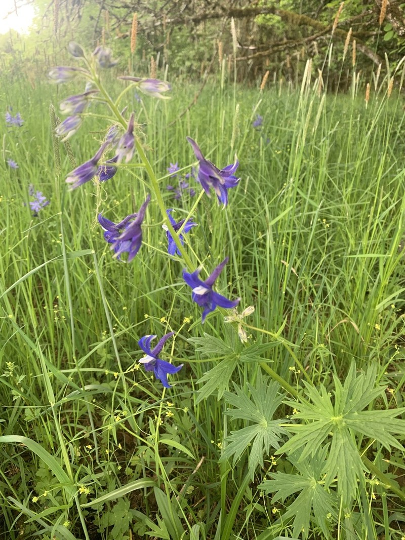 Columbian Larkspur photo 2