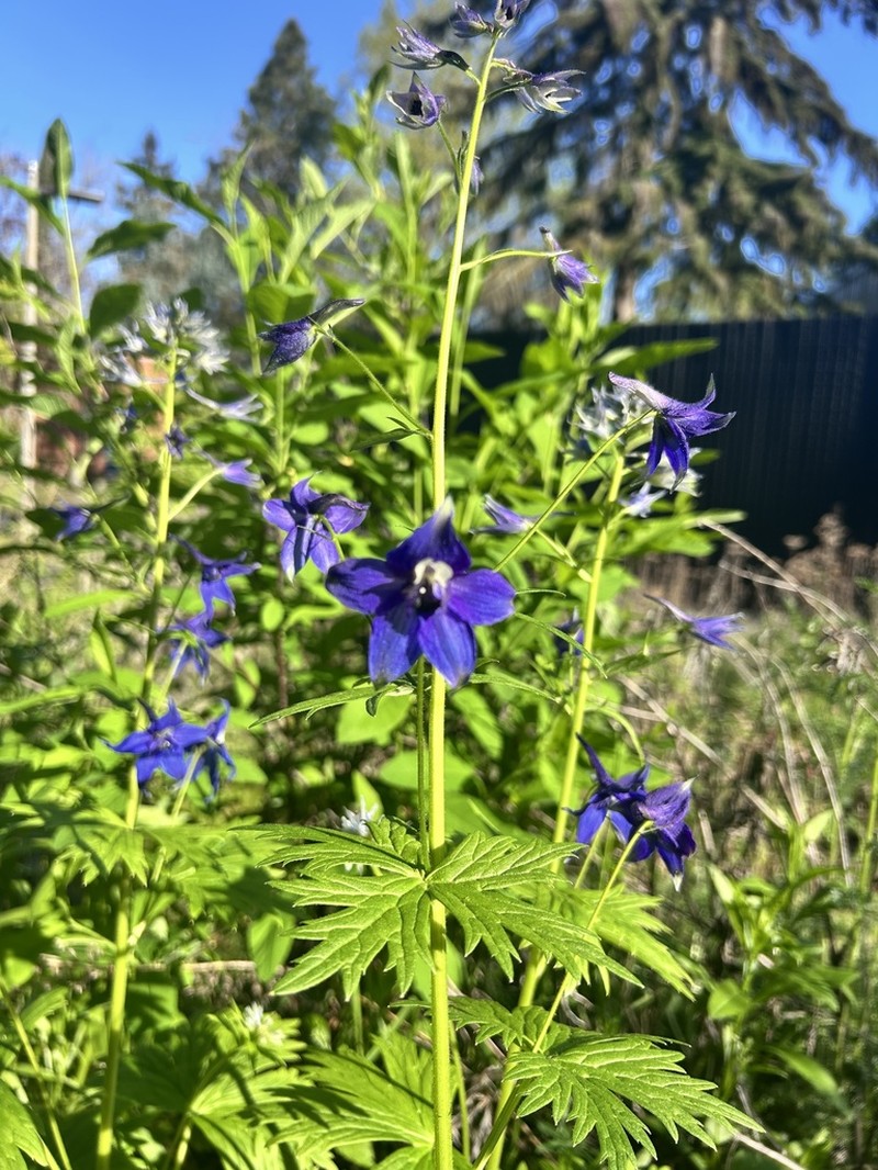 Columbian Larkspur photo 4