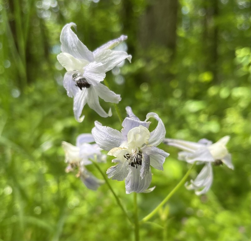 Columbian Larkspur photo 5