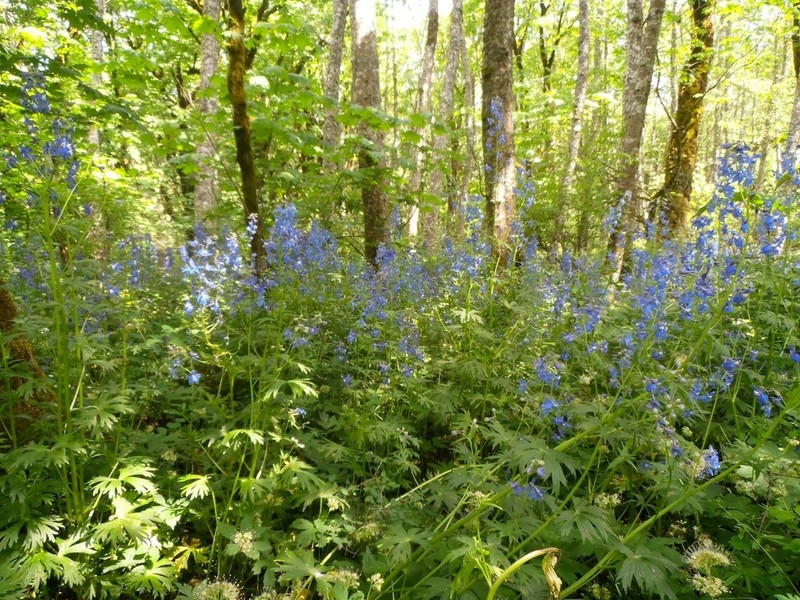 Columbian Larkspur photo 6
