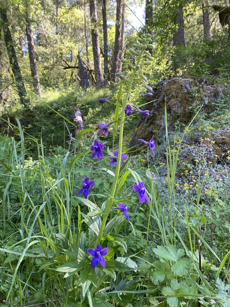 Columbian Larkspur photo 7