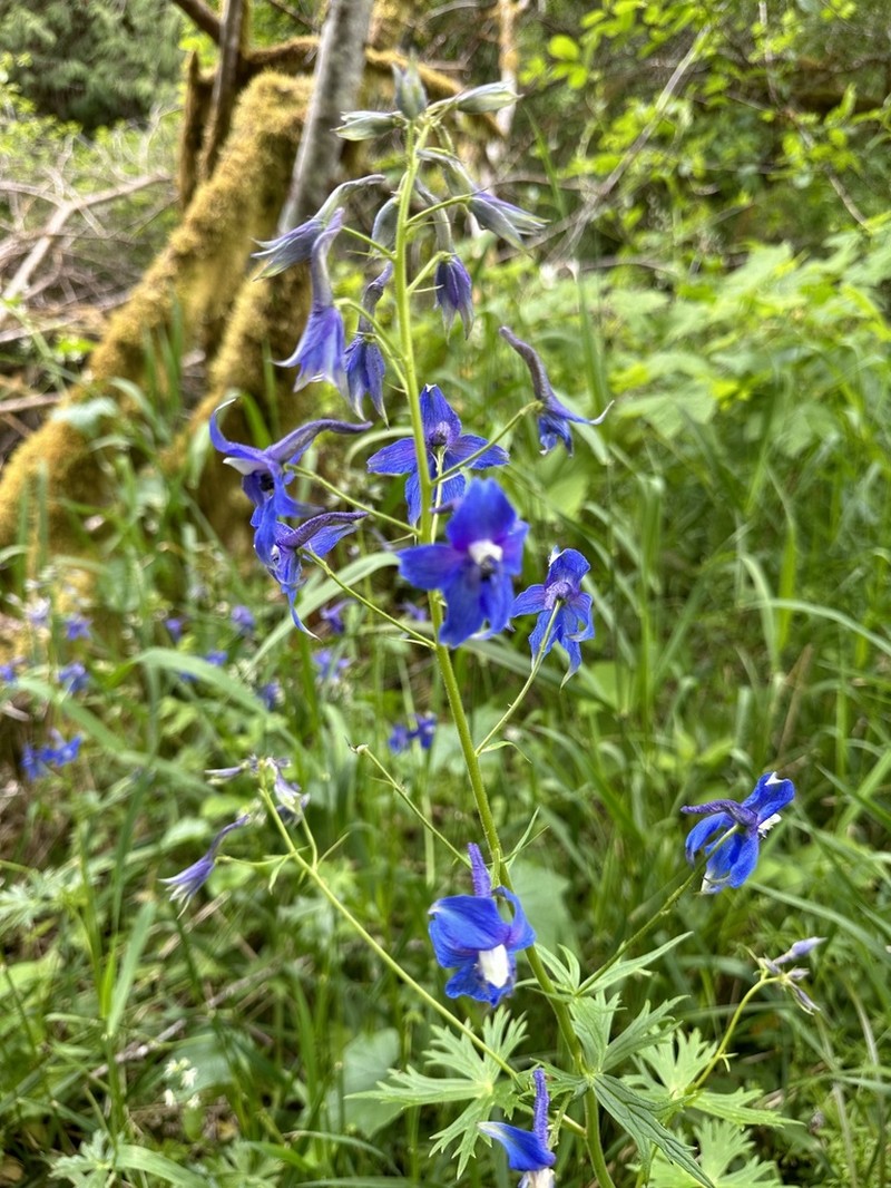 Columbian Larkspur photo 8