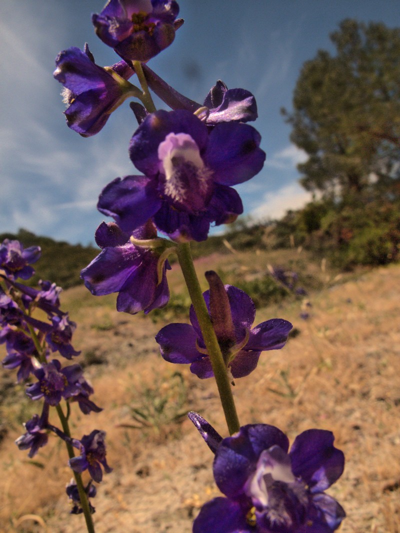 Swamp Larkspur