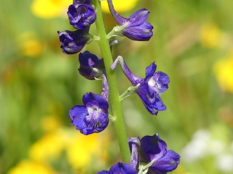 Swamp Larkspur