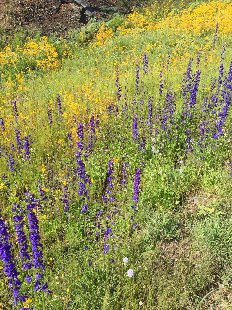 Swamp Larkspur photo 2
