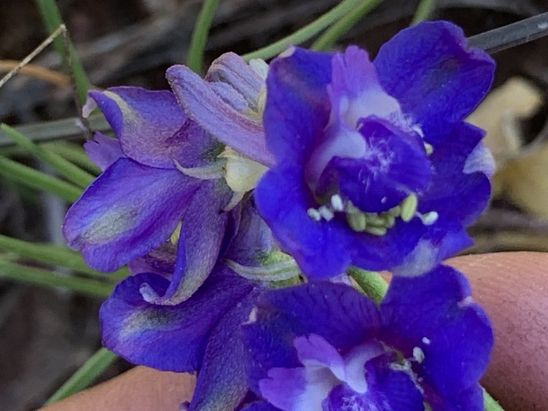 Swamp Larkspur photo 3