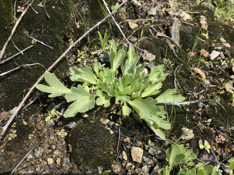 Swamp Larkspur photo 4