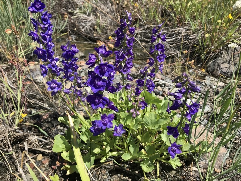 Swamp Larkspur photo 5