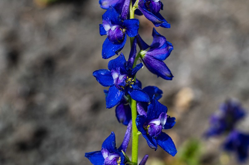 Swamp Larkspur photo 6