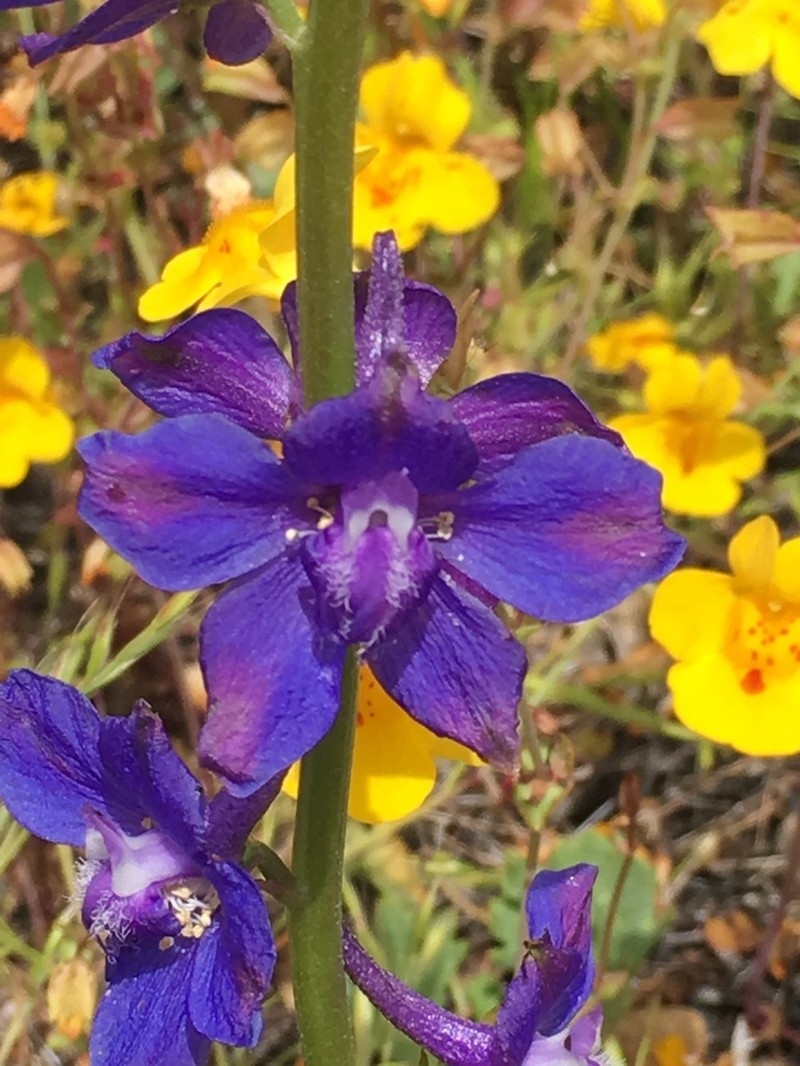 Swamp Larkspur photo 7