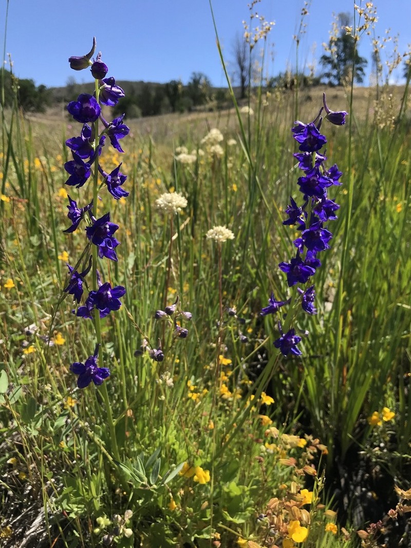 Swamp Larkspur photo 8