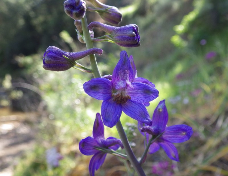 Umbrella Larkspur
