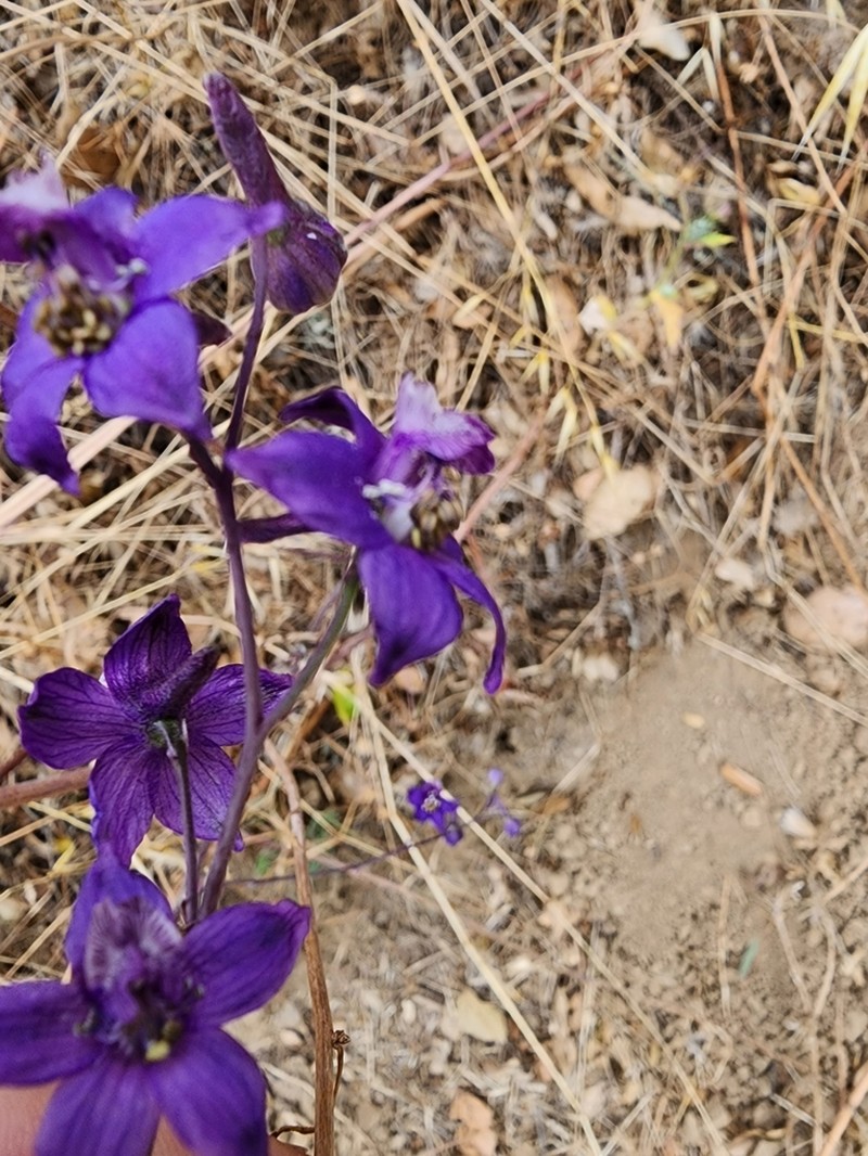 Umbrella Larkspur photo 2
