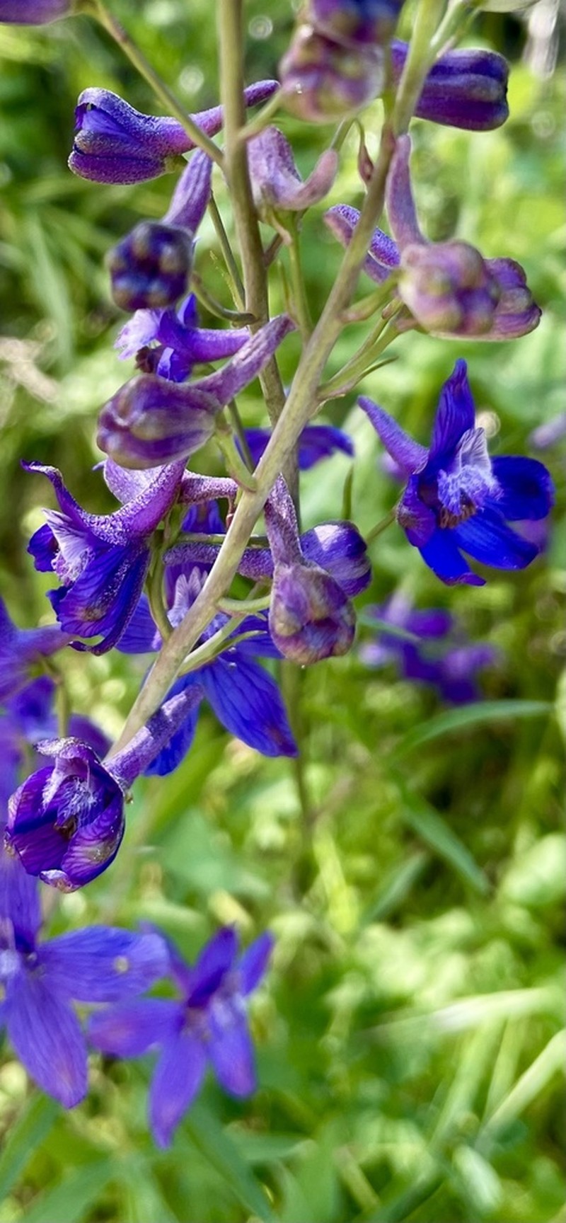 Umbrella Larkspur photo 3