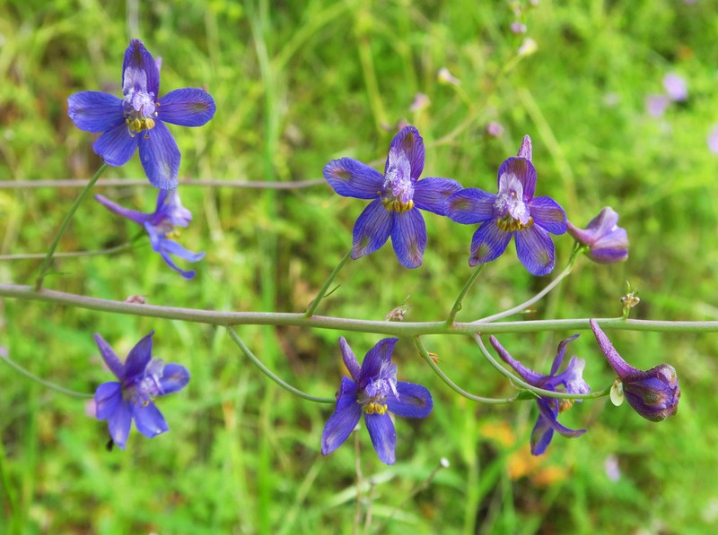 Umbrella Larkspur photo 4